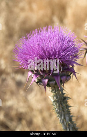 Cardo anche noto come st Mary s cardo Foto Stock