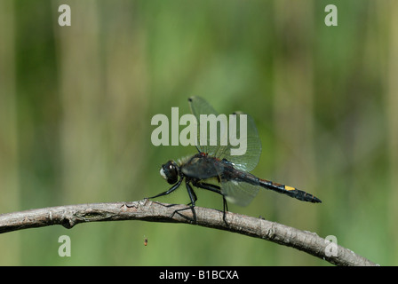 Grandi di fronte bianco-Darter (Leucorrhinia pettorale) Foto Stock