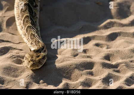 Grande Puff sommatore Bitis arietans strisciando lungo la strada di sabbia utilizzata da Safari turistici Veicoli di Okavango Delta del Botswana Foto Stock