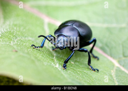 Becchi sanguinosa beetle Timarcha tenebricosa Cornovaglia Foto Stock