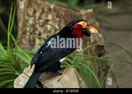 Uccello esotico Barbet Lybius dubius barbuti dirigersi in uno ZOO di Toledo Ohio Stati Uniti d'America nessuno guarda da vicino dall'alto uccelli divertenti nessuno ad alta risoluzione Foto Stock