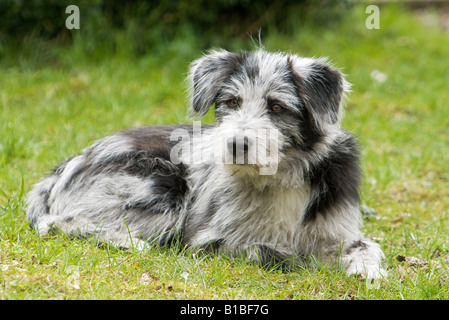 Antico tedesco imbrancandosi cane (Stumper) - cucciolo sul prato Foto Stock