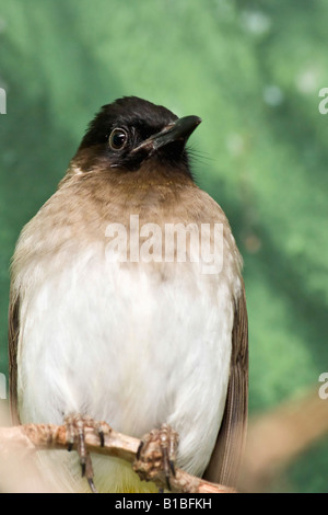 Giallo uccello Bulbul Pycnonotus goiavier One un uccello esotico sfocato sfocato sfocatura sfondo nessuno nuvola siede su un ramo vericale ad alta risoluzione Foto Stock