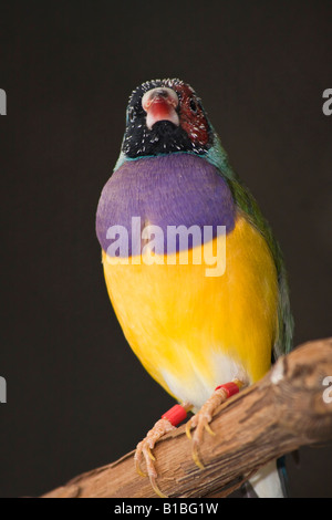 Gouldian Finch Erythrura gouldiae un uccello sfocato sfocato sfocatura sfondo divertente uccelli immagini nessuno in Ohio Stati Uniti alta risoluzione verticale Foto Stock