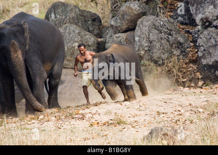 Sorridente Mahout indiano, professional elephant trainer esegue la riproduzione con baby elephant, madre elefante guardando, Kanha Park in Madhya Pradesh India Foto Stock