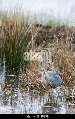 Airone cinerino (Ardea cinerea) collo esteso guadare acqua in canne cerca di pesce - Fife Scozia Scotland Foto Stock