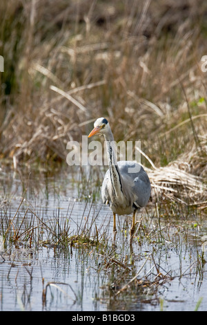 Airone cinerino (Ardea cinerea) collo esteso guadare acqua in canne cerca di pesce - Fife Scozia Scotland Foto Stock