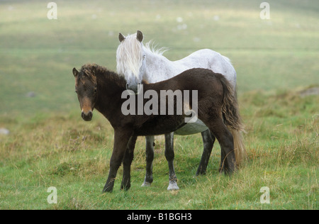 Dartmoor pony mare con puledro - in piedi sul prato Foto Stock