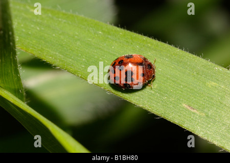 24 spot ladybird Subcoccinella vigintiquattorpunctata Coccinellidae REGNO UNITO Foto Stock