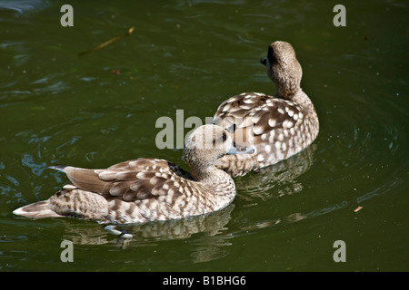 Una marmorizzata Drake Teal Duck Marmaronetta angustirostris due angustirostrie che nuotano sull'acqua dall'alto allo ZOO Ohio USA ad alta risoluzione orizzontale Foto Stock