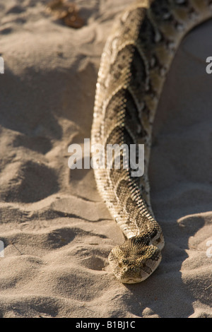 Grande Puff sommatore Bitis arietans strisciando lungo la strada di sabbia utilizzata da Safari turistici Veicoli di Okavango Delta del Botswana Foto Stock