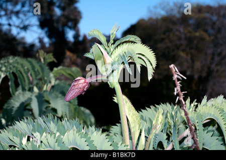 Il miele Flower-Melianthus major-famiglia Melianthaceae Foto Stock