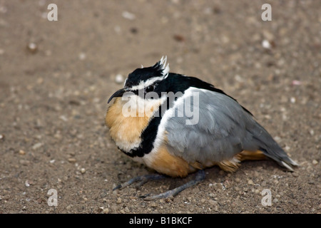 Egyptian Plover Pluvianus aegyptius Exotic Bird ZOO Toledo Ohio Stati Uniti d'America nessuno guarda dall'alto uccello nessuno immagini ad alta risoluzione Foto Stock