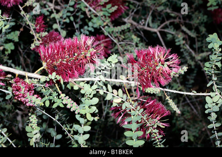 Il miele di granito Myrtle-Melaleuca elliptica-famiglia Myrtaceae Foto Stock