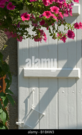 Foto di stock di una tipica scena francese di fiori di Petunia appesa sopra un dipinto di bianco porta ad otturatore Foto Stock