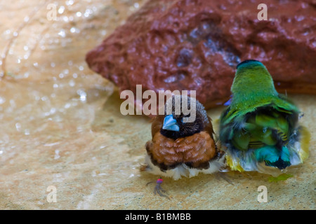 Gouldian Finch e Chestnut Breasted Mannikin Birds che giocano in acqua un uccello divertente nessuno immagini sfocate ad alta risoluzione di sfondo sfocate negli Stati Uniti ad alta risoluzione Foto Stock