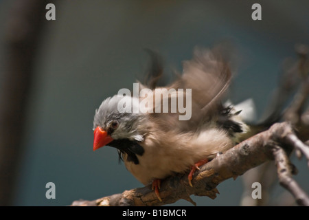 Coda lunga Finch Poephila acuticauda un uccello esotico foto immagini immagini grandi ad alta risoluzione in ZOO USA US orizzontale ad alta risoluzione Foto Stock