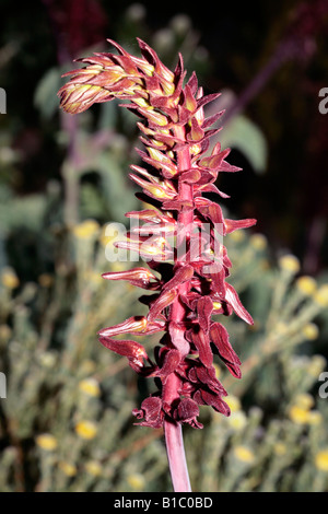 Il miele Flower-Melianthus major-famiglia Melianthaceae Foto Stock