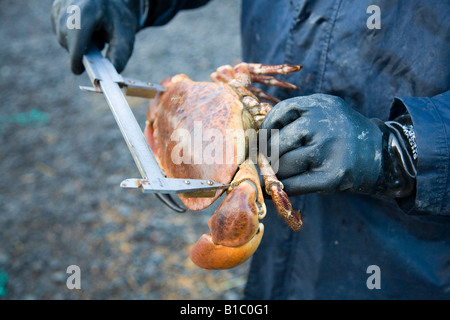 Ispettore governativo della pesca che misura le dimensioni del granchio appena pescato con Calpipers, Lindisfarne, Holy Island, Northumberland, UK Foto Stock