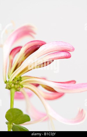 Un singolo fiore rosa chiaro di Honeysuckle (Lonicera) in fiore in giugno in Sussex, Inghilterra, Regno Unito Foto Stock
