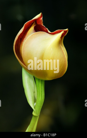 Tulip Orchid o Rucker's Anguloa, Anguloa ruckeri Orchidaceae Foto Stock