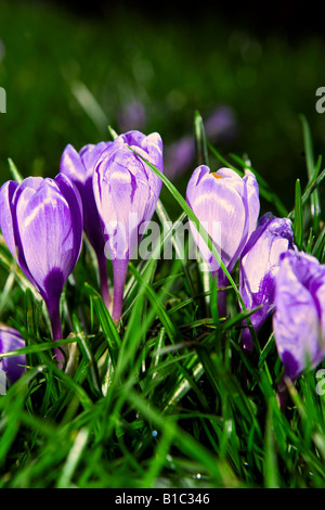 Croco viola Foto Stock