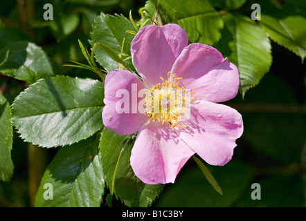 Rosa rosa singolo cane rosa in fiore in primavera in Sussex, Inghilterra Foto Stock