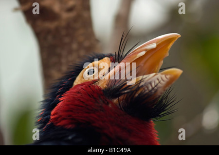 Barbuti Barbet Lybius dubius testa esotico un uccello africano nello ZOO di Toledo Ohio USA guardando da vicino uccelli divertenti nessuno immagini ad alta risoluzione Foto Stock