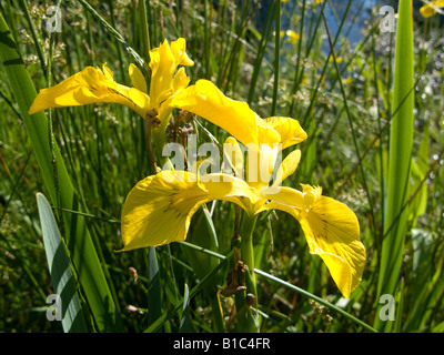 Bandiera gialla iridi in Sarratt village green Hertfordshire su una soleggiata sera in giugno Foto Stock