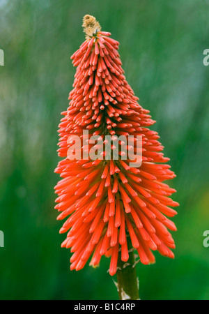 KNIPHOFIA UVARIA NOBILIS RED HOT POKER Foto Stock