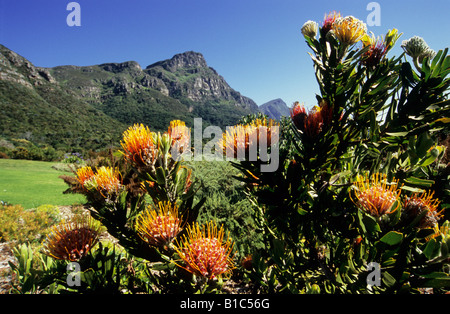 Capetown, Sud Africa, bellissimo paesaggio, piante, fiori, giardini, Pinthushion Protea, Leucospernum cordifolium, Kirstenbosch Botanical Garden Foto Stock