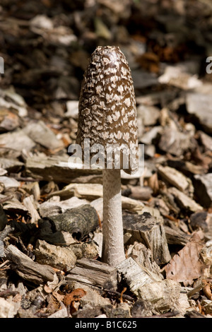 Gazza Cap funghi, Coprinus picaceus Foto Stock