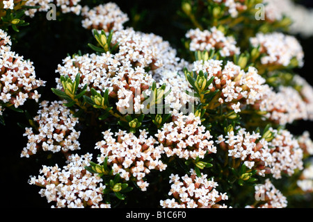 OZOTHAMNUS LEDIFOLIUS AGM Foto Stock