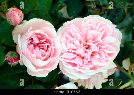 ROSA EGLANTYNE SYN AUSMAK DAVID AUSTIN nuova rosa inglese Foto Stock