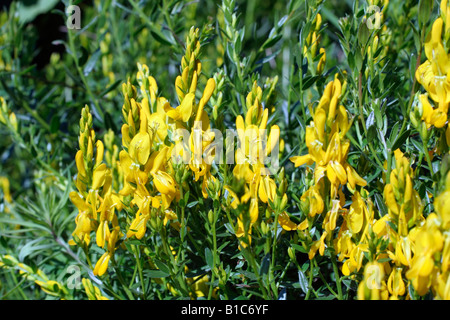 GENISTA TINCTORIA Foto Stock