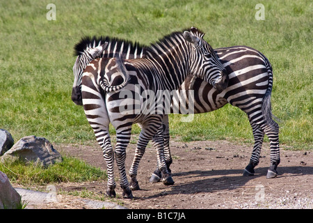 Due Zebras ZOO Toledo Ohio Stati Uniti nessuno animali ad alta risoluzione Foto Stock