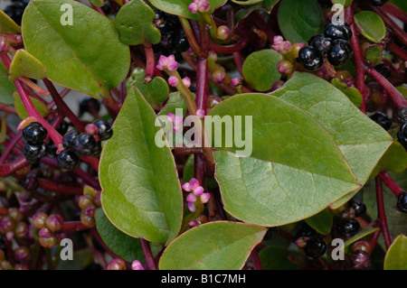 Il Malabar Spinaci, Vietnamita Spinaci (Basella alba), foglie fiori e frutta Foto Stock