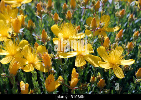 HYPERICUM OLYMPICUM MENO Foto Stock