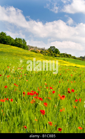 La molla fiori selvatici in Valle de Orcia, Toscana, Italia Foto Stock