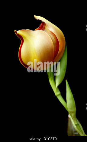 Tulip Orchid o Rucker's Anguloa, Anguloa ruckeri Orchidaceae Foto Stock