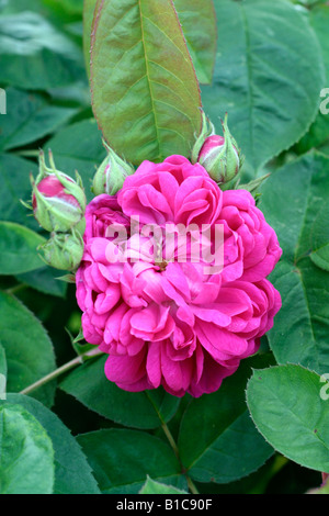 ROSA DE RESHT SYN DE RESCHT Foto Stock