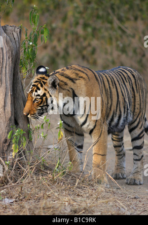 Una tigre del Bengala spray di rilevamento contrassegnare la mattina,Parco nazionale di Ranthambore. (Panthera Tigris) Foto Stock