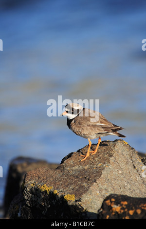 Di inanellare Plover Charadrius hiaticula con il blu del mare come sfondo Foto Stock