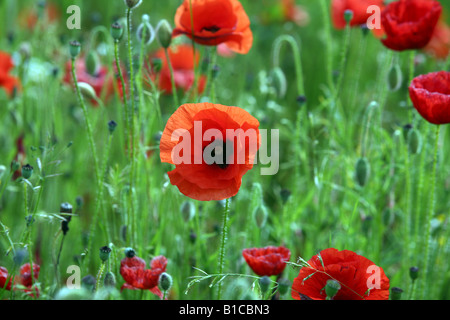 Campo di papaveri IN FIORE IN CLARE SUFFOLK Foto Stock