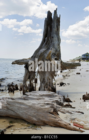 Gli alberi si è trasformato in in piedi driftwood in corrispondenza del bordo di Apalachicola Bay lungo North Florida Panhandle s coast Foto Stock