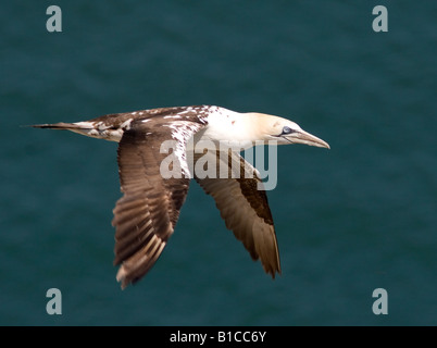 Northern Gannet immaturo Foto Stock