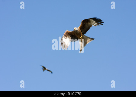 Red Kites (Milvus milvus) volteggiare su kill Foto Stock