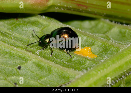 Vaso panciuto scarabeo smeraldo Gastrophysa viridula femmina Chrysomelidae deposizione delle uova su una foglia di dock REGNO UNITO Foto Stock