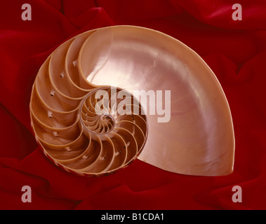 CHAMBERED Nautilus Nautilus SHELL POMPILIO STUDIO Foto Stock