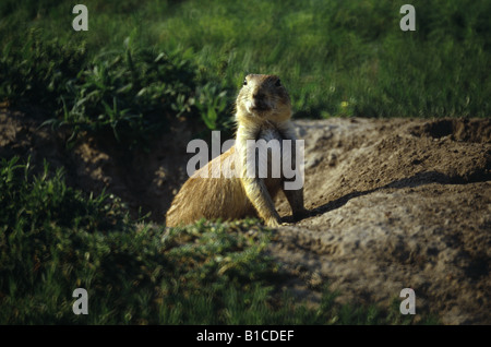 Nero-tailed Prairie Dog (CYNOMYS LUDOVICIANUS) che spuntavano di BURROW / Kansas Foto Stock